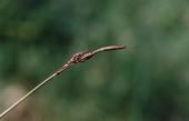 Carex ericetorum Poll