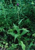 Cirsium heterophyllum Hill
