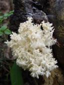 Hericium coralloides (Scop. : Fr.) Pers.